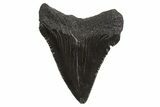 Serrated, Juvenile Megalodon Tooth - South Carolina #340587-1